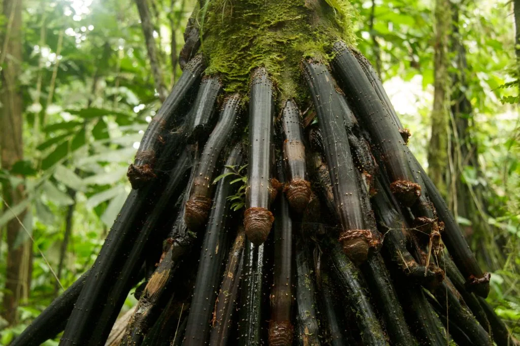 Huacrapona Palm Tree From Costa Rica Used In Primal Grow Pro.com